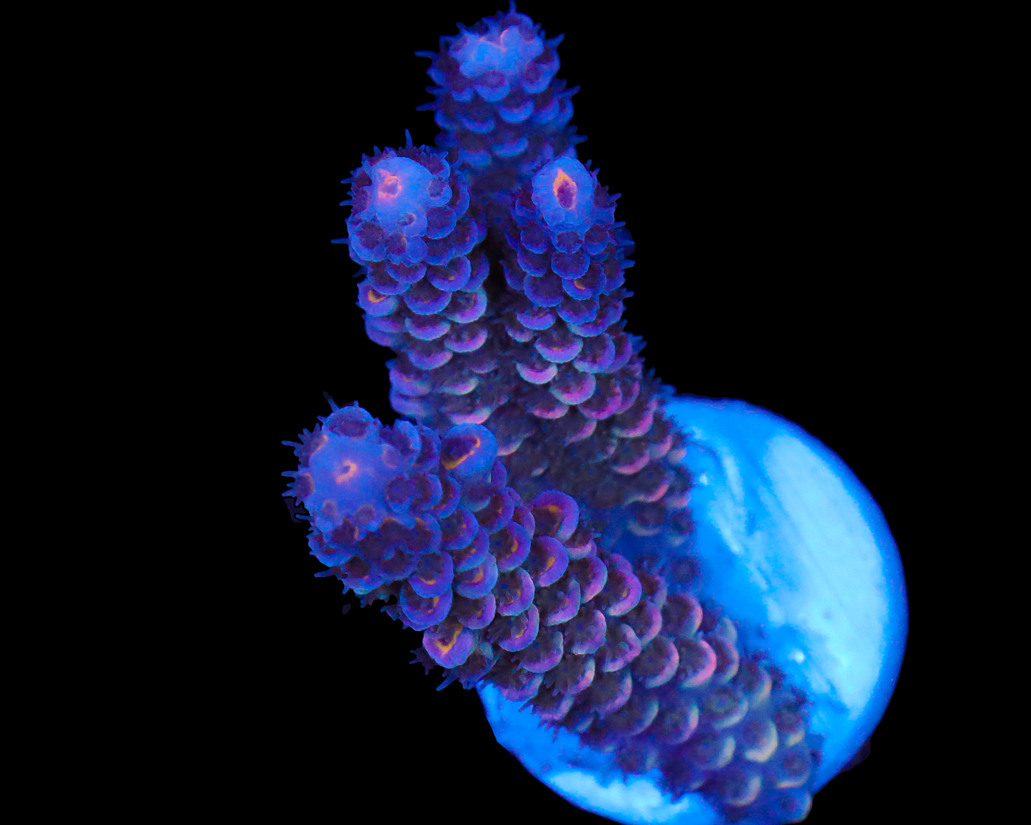 818'S PIPE DREAM TENUIS