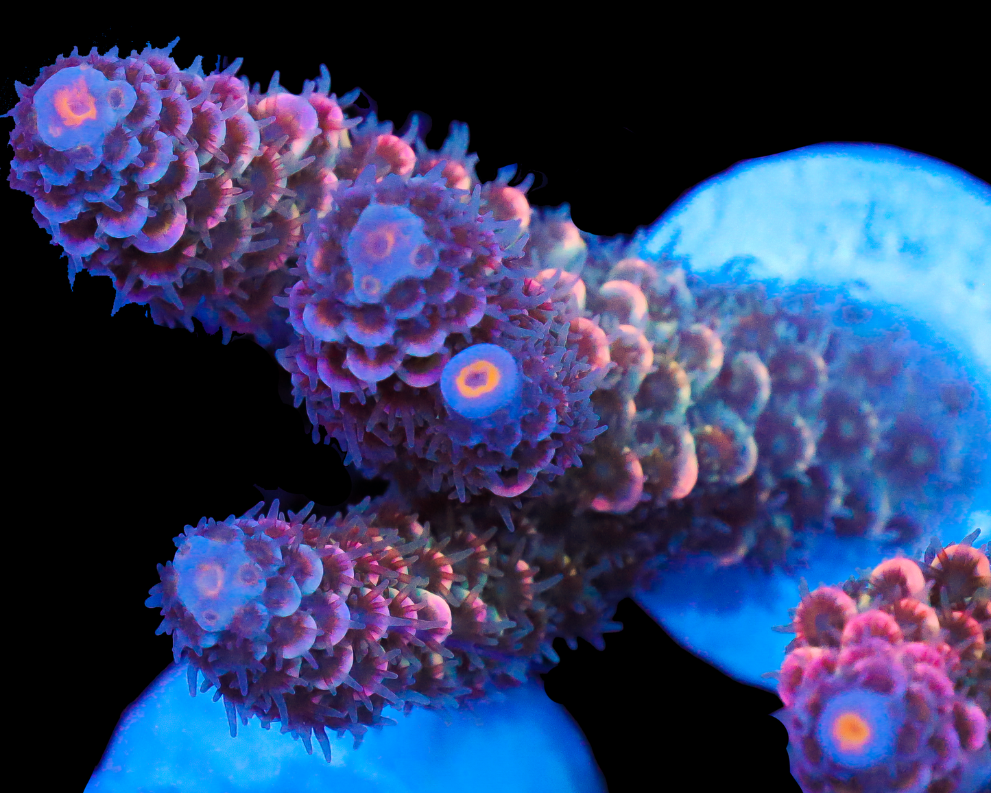 818'S DEEP SPACE TENUIS NEW RELEASE