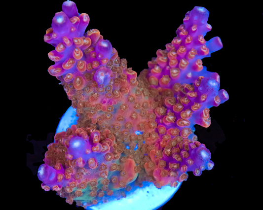 818'S SHOCKTART ACRO CHUNKY