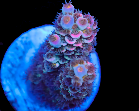 818'S PACIFIC PUNCH TENUIS