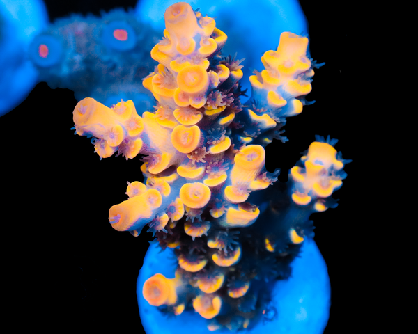 818'S NEBULA TENUIS FIRST LIMITED RELEASE GRAFTED