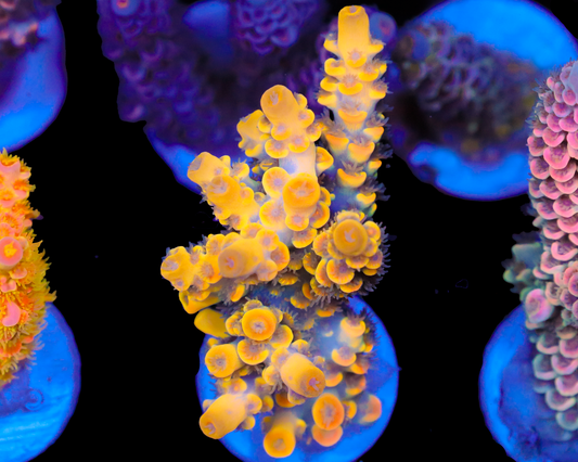 818'S NEBULA TENUIS FIRST LIMITED RELEASE