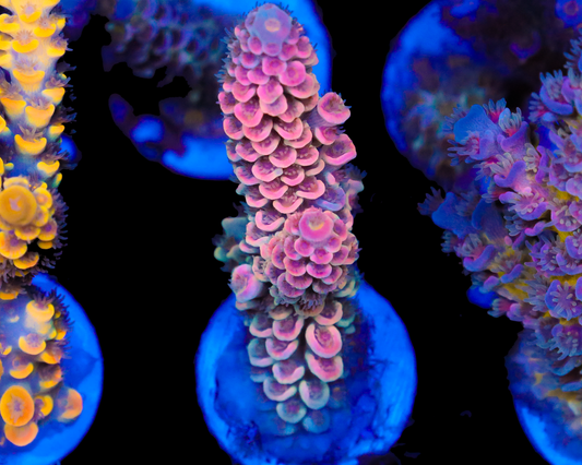 818'S NEON GOD TENUIS