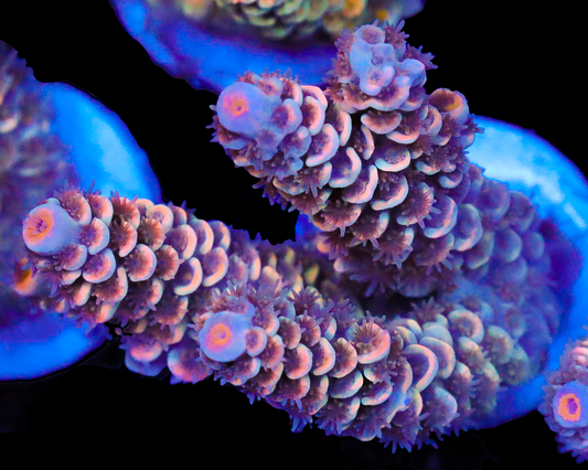 818'S HOT FLASH TENUIS