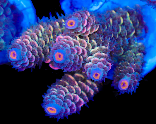 818'S BLUEBERRY TART TENUIS