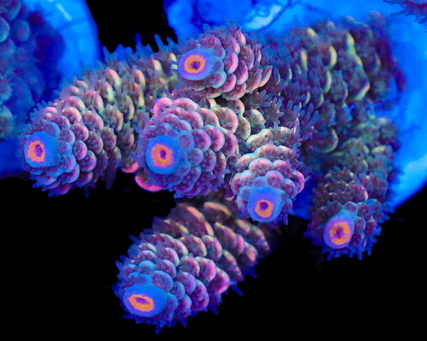 818'S BLUEBERRY TART TENUIS