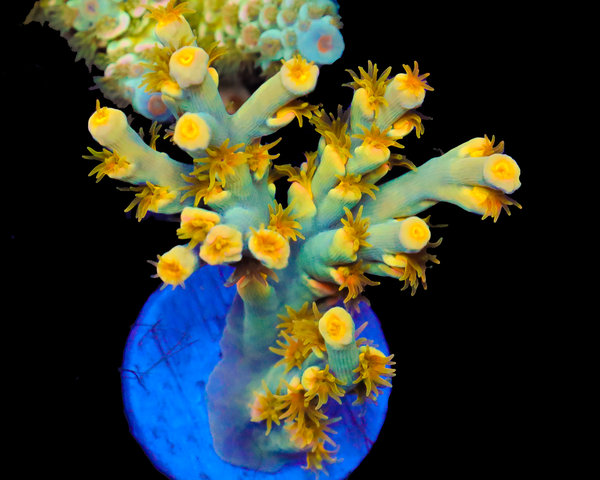 818'S TEARJERKER SPECIOSA