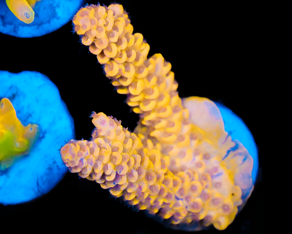 818'S BANANA SPLIT TENUIS GRAFTED