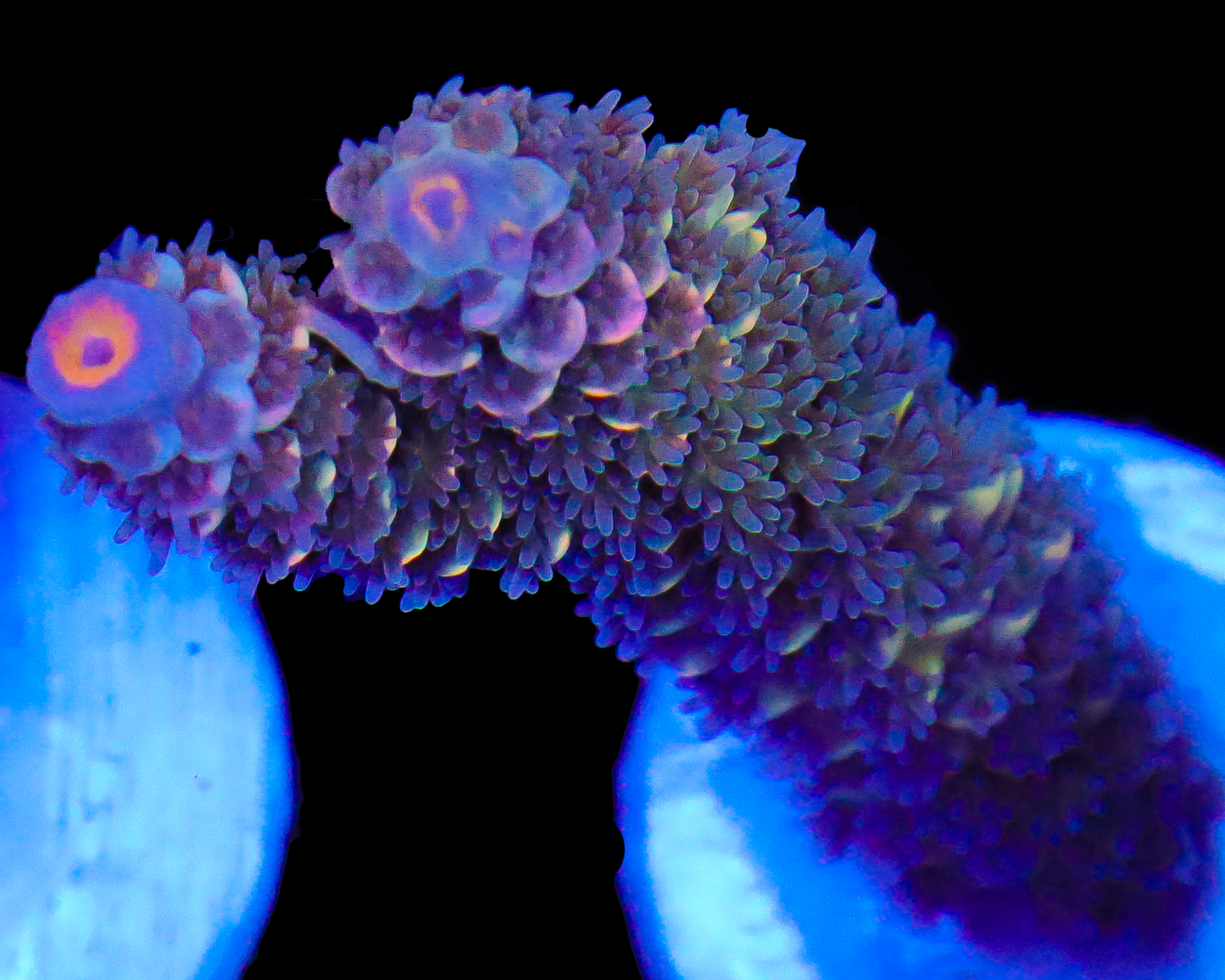 NEW RELEASE MALAYSIAN TENUIS