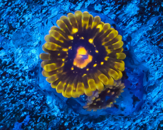 EXOSPHERE ZOAS