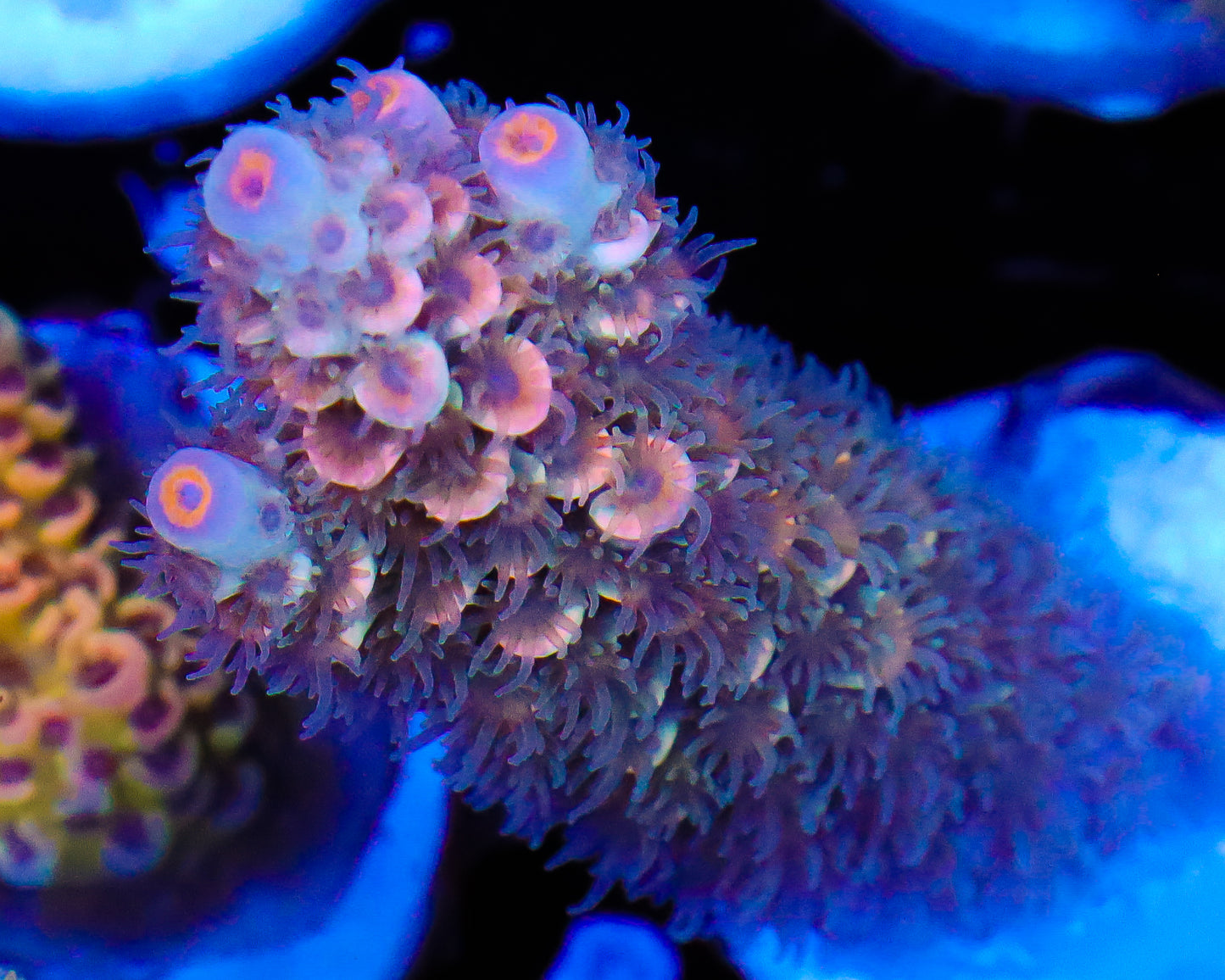 NEW RELEASE MALAYSIAN TENUIS