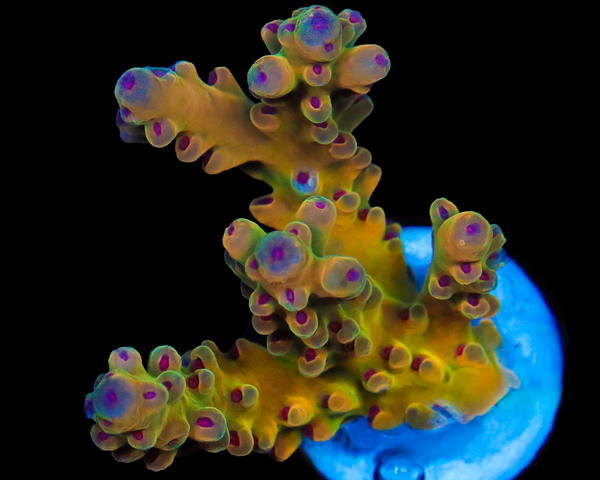 818'S GOLD NUGGET LOKANI
