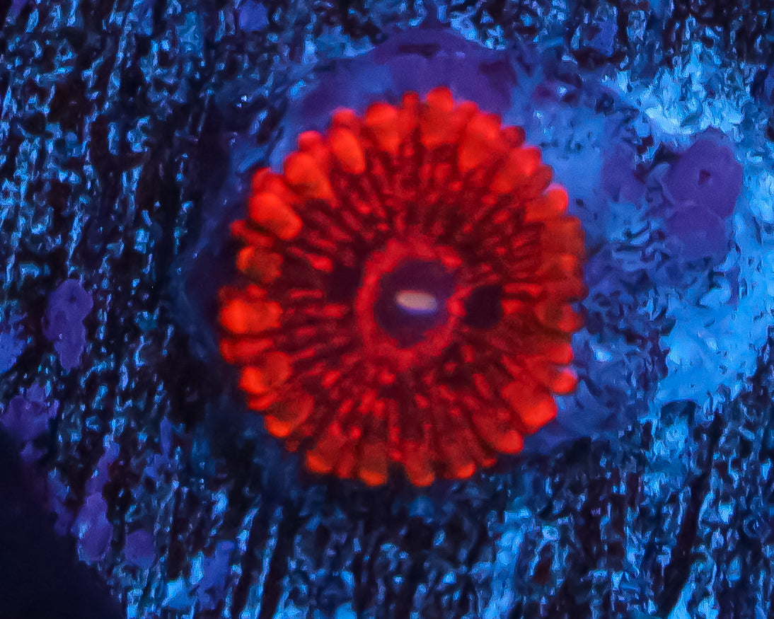 FLAMING MOHICIAN ZOAS