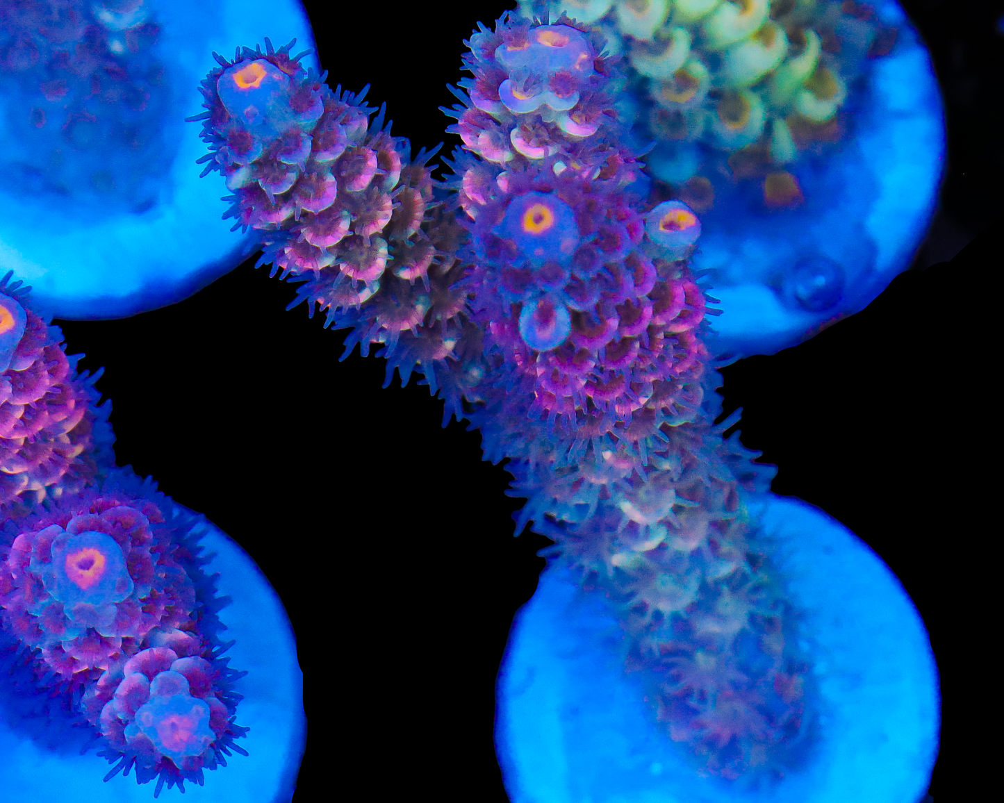 NEW RELEASE MALAYSIAN TENUIS