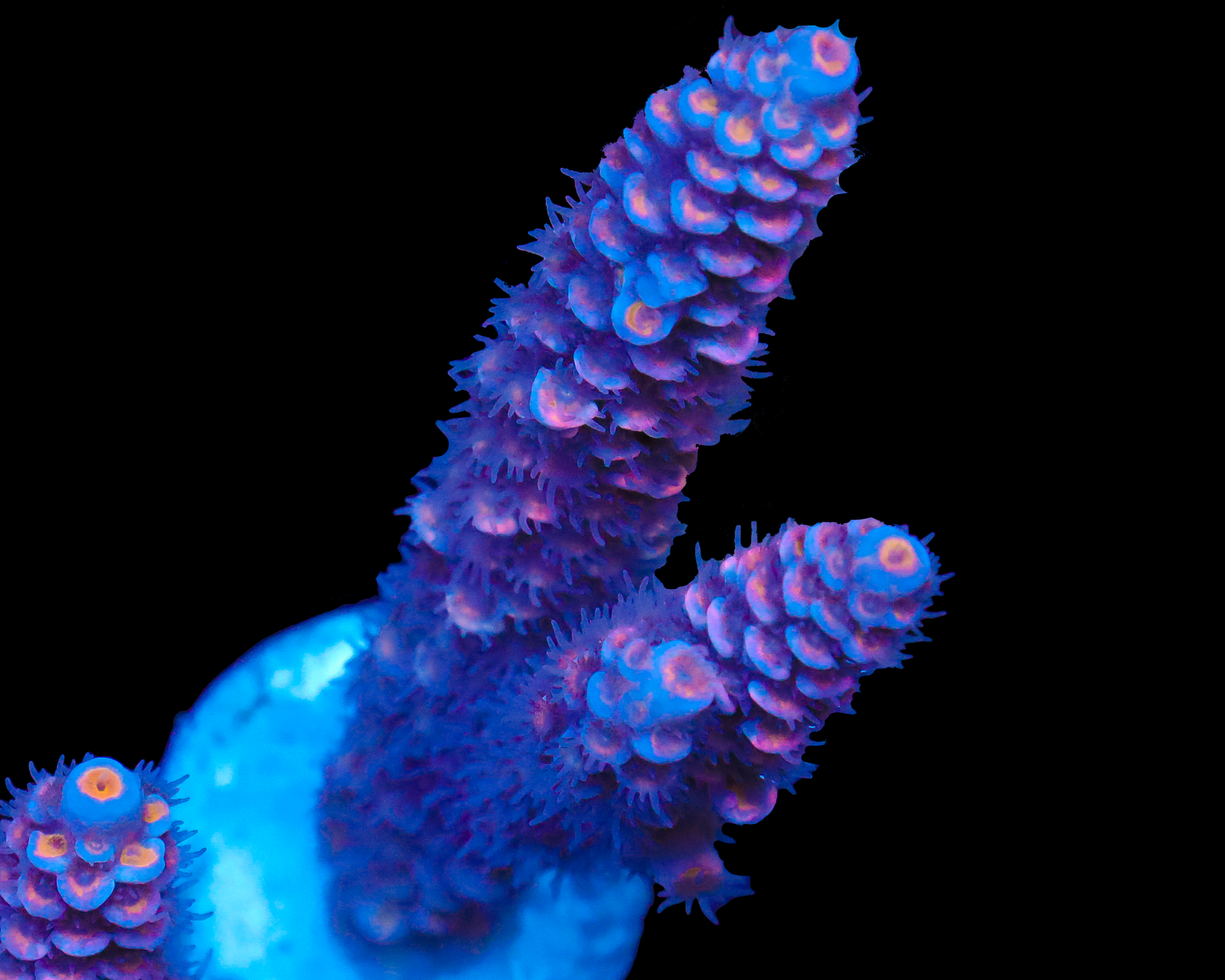 818'S SPACE MONKEY TENUIS