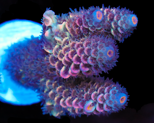 818'S BUBBLEBERRY TENUIS NEW RELEASE