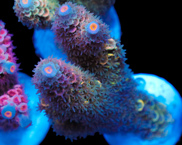 818'S RAINBOW PUNCH CHUNKY