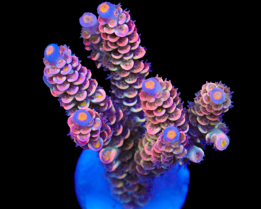 818'S HELLFIRE TENUIS NEW RELEASE