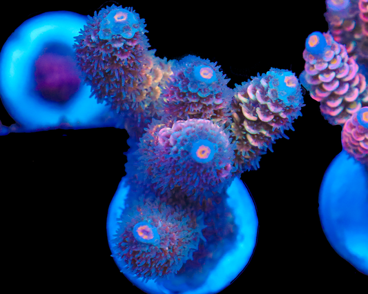 818'S CATPISS TENUIS NEW RELEASE