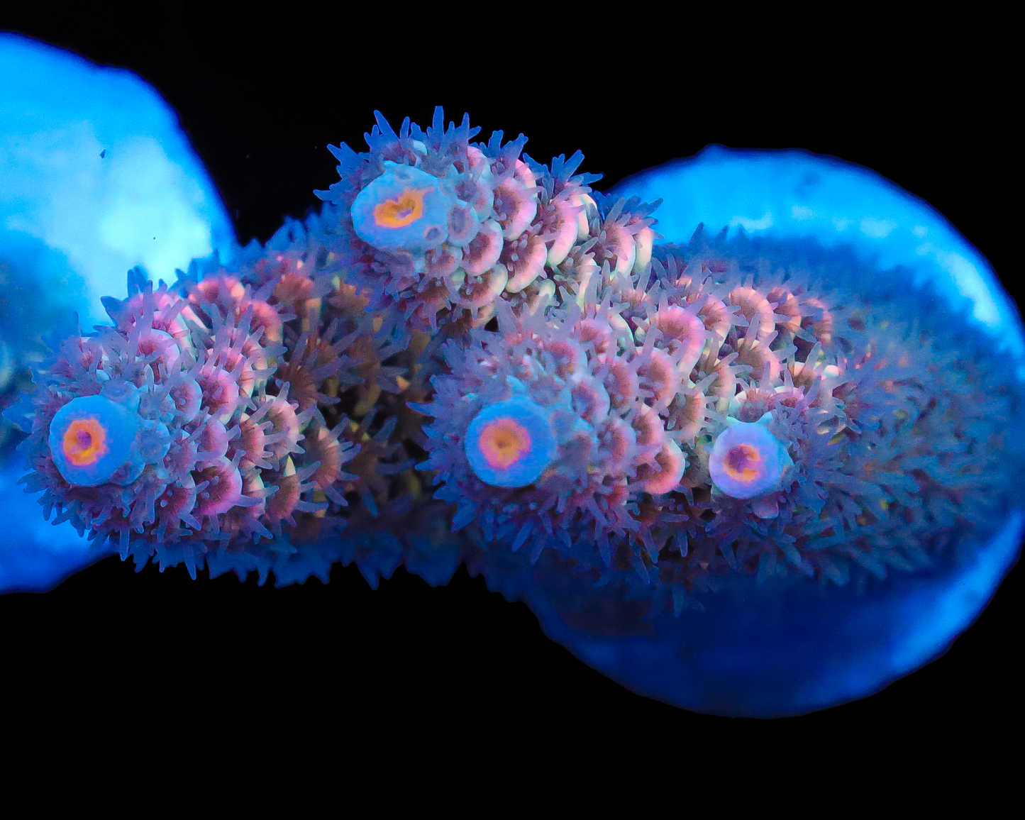 818'S SUGARCANE TENUIS NEW RELEASE