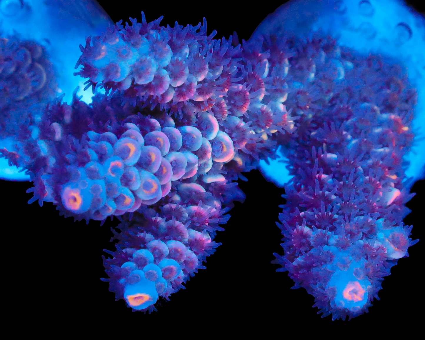 NEW RELEASE MALAYSIAN TENUIS