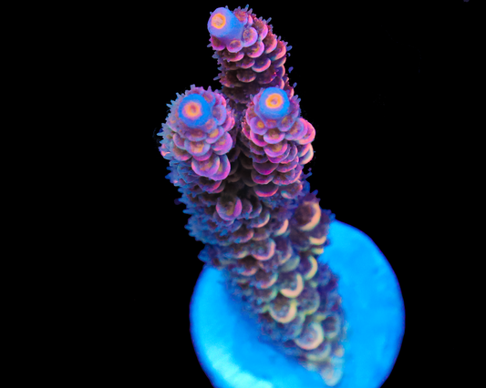 818'S WET DREAM TENUIS NEW RELEASE