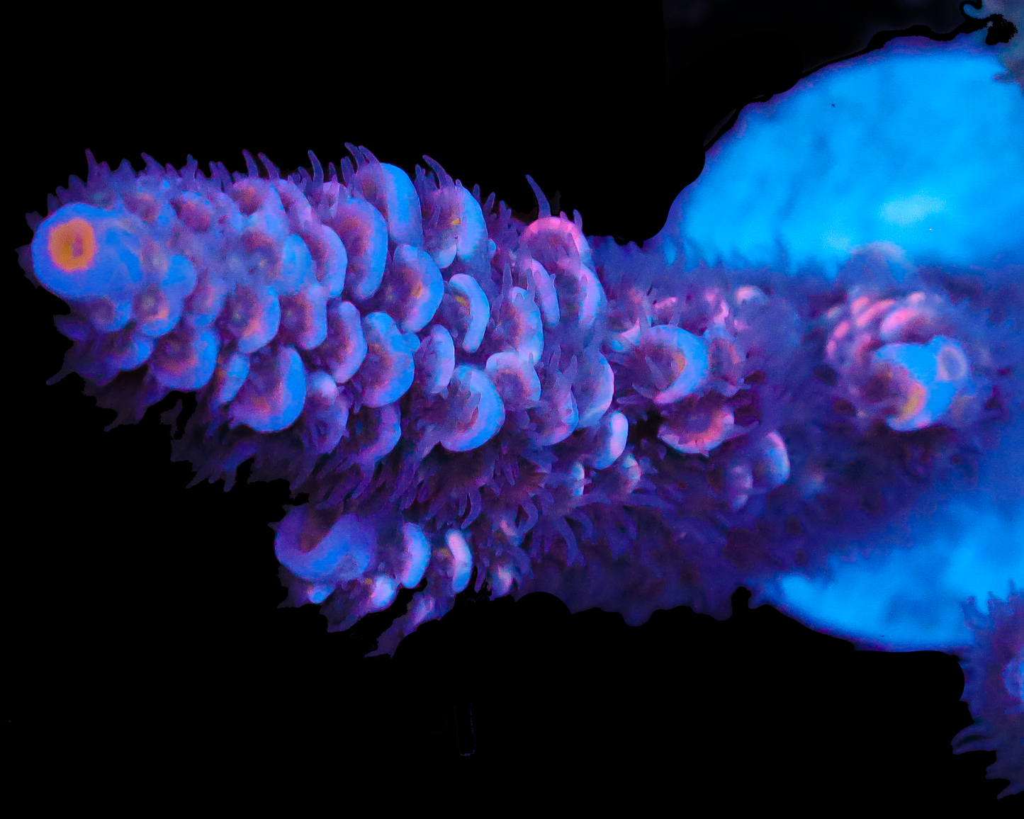 818'S SPACE MONKEY TENUIS