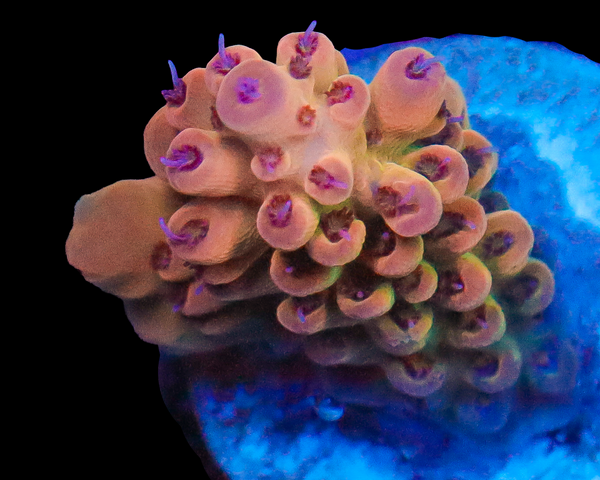 818'S CANDYLAND ACRO