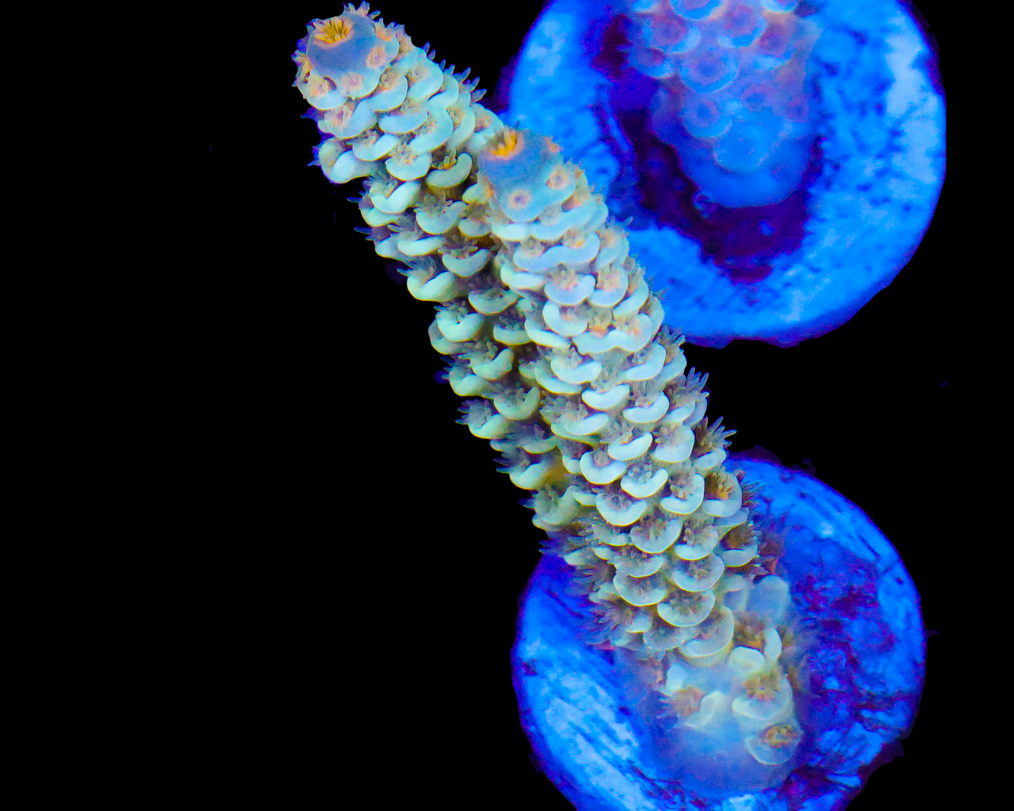 818'S FROSTBITE TENUIS