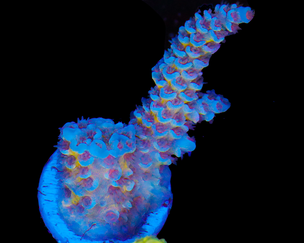 818'S BLUE DREAM TENUIS