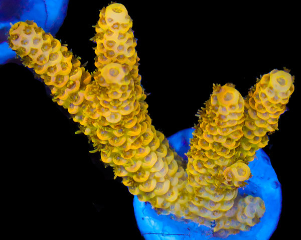 818'S LEMON JUICE MILLIE