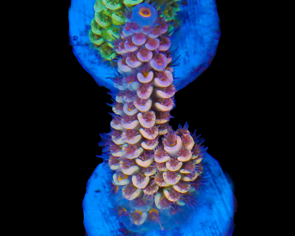 818'S COOKIE MONSTER TENUIS