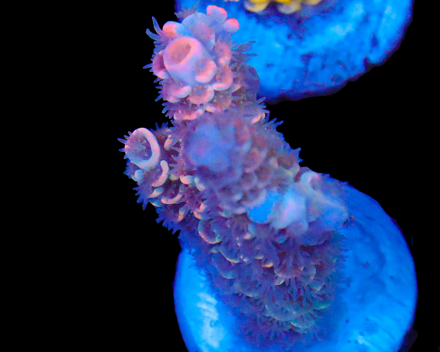 818'S ORANGE MIST TENUIS