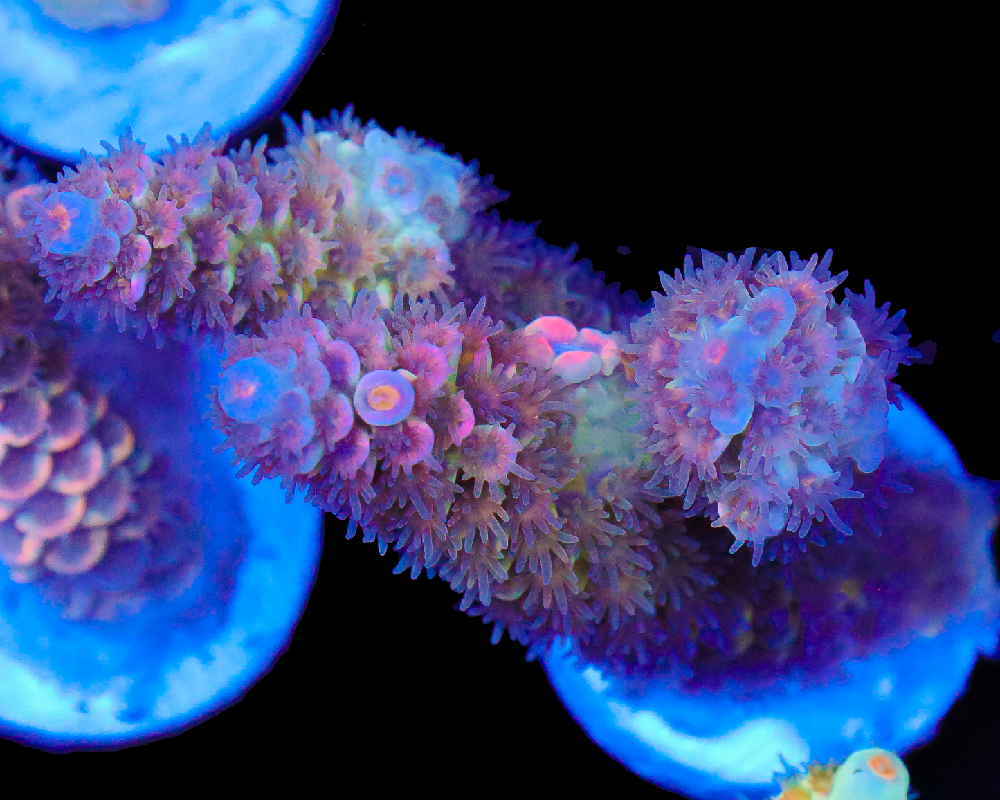 818'S NORTHERN LIGHTS TENUIS