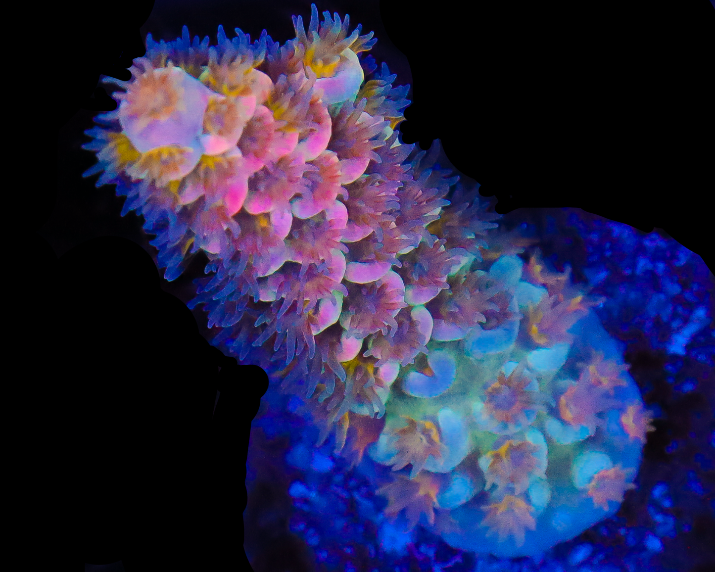 818'S WEDDING CAKE TENUIS