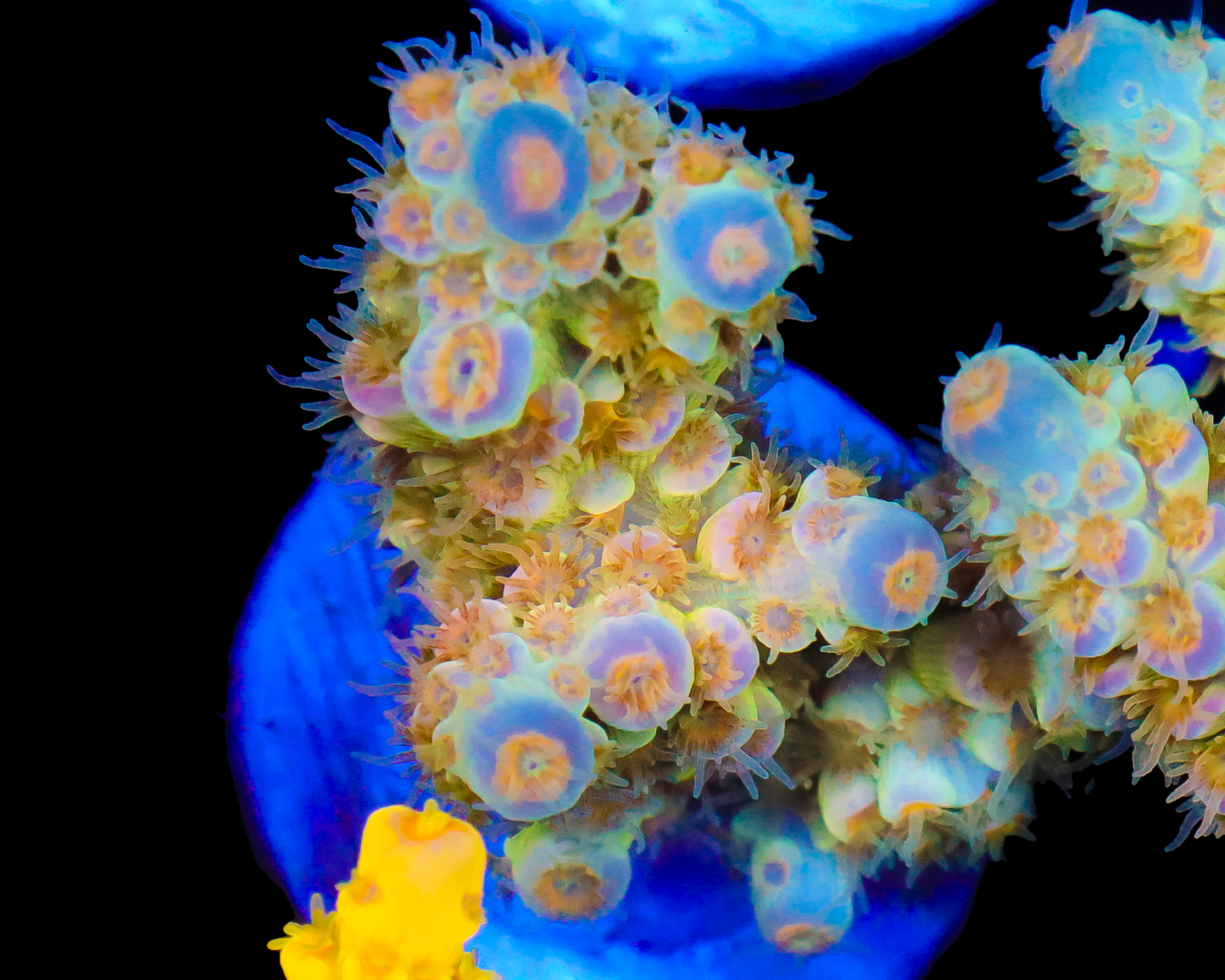 818'S TROPICAL SUNRISE TENUIS