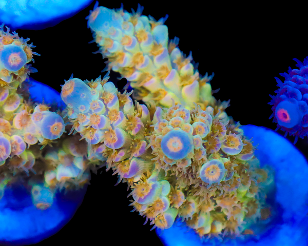 818'S TROPICAL SUNRISE TENUIS