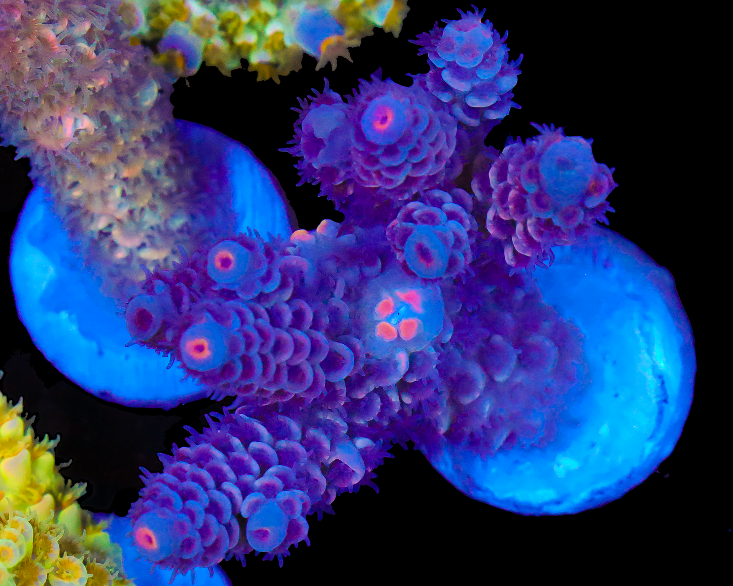 818'S PURPLE STICKY PUNCH TENUIS