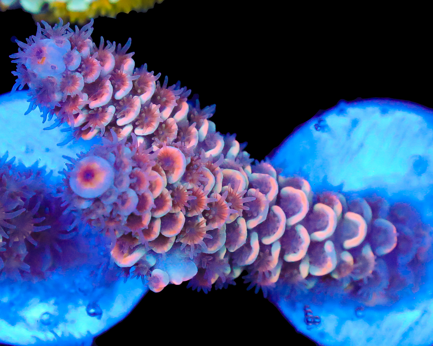 818'S HOT FLASH TENUIS