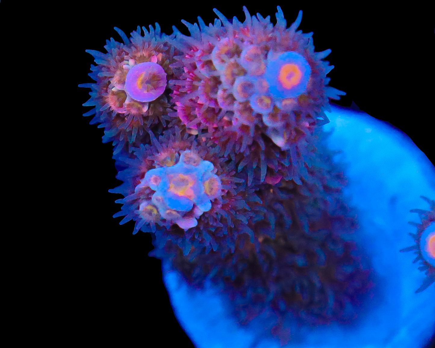 818'S STRAWBERRY FREEZE TENUIS