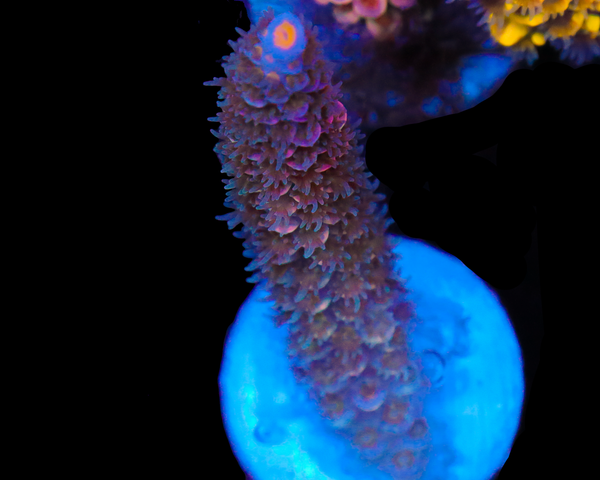 818'S BLACK CHERRY TENUIS