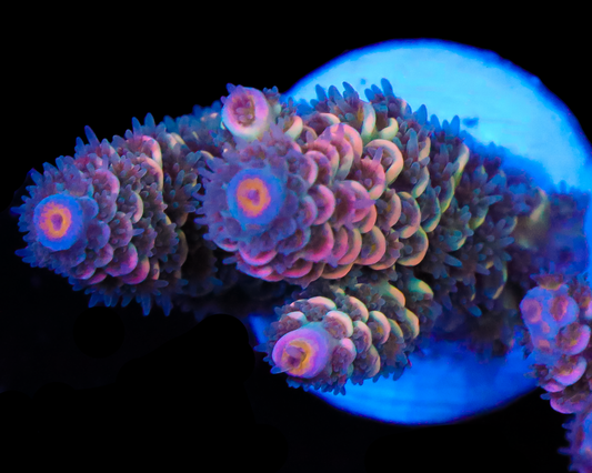 818'S MIND RIOT TENUIS