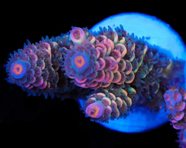 818'S MIND RIOT TENUIS