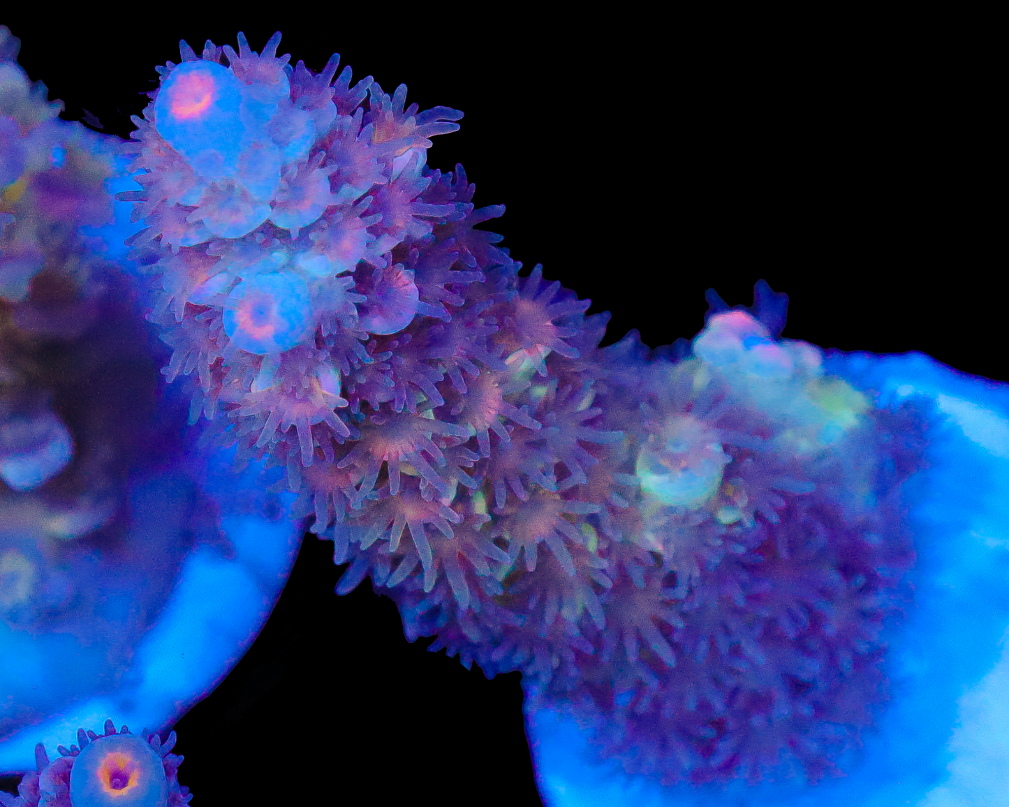 NEW RELEASE MALAYSIAN TENUIS