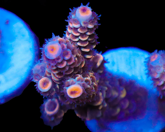 818'S AREA 51 TENUIS