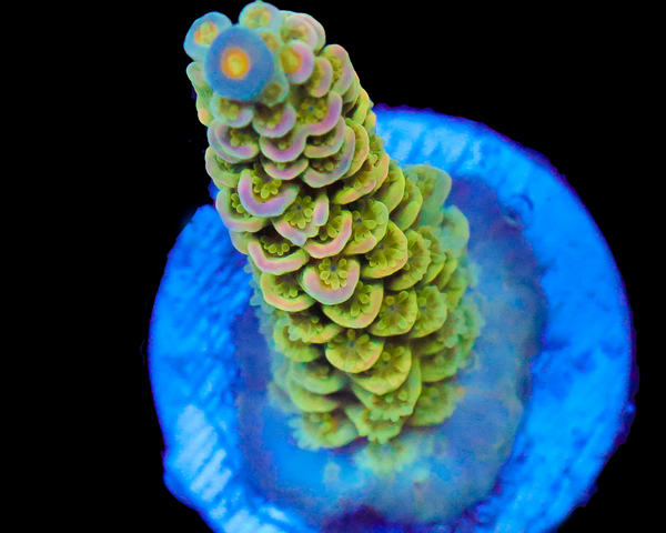 818'S CANDY APPLE TENUIS