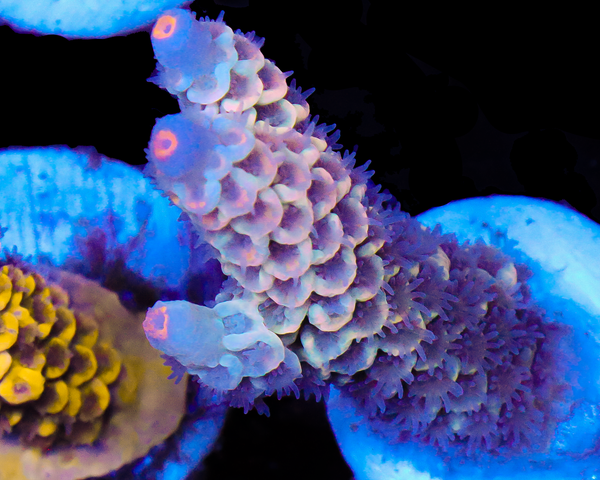 818'S WHITE NOISE TENUIS