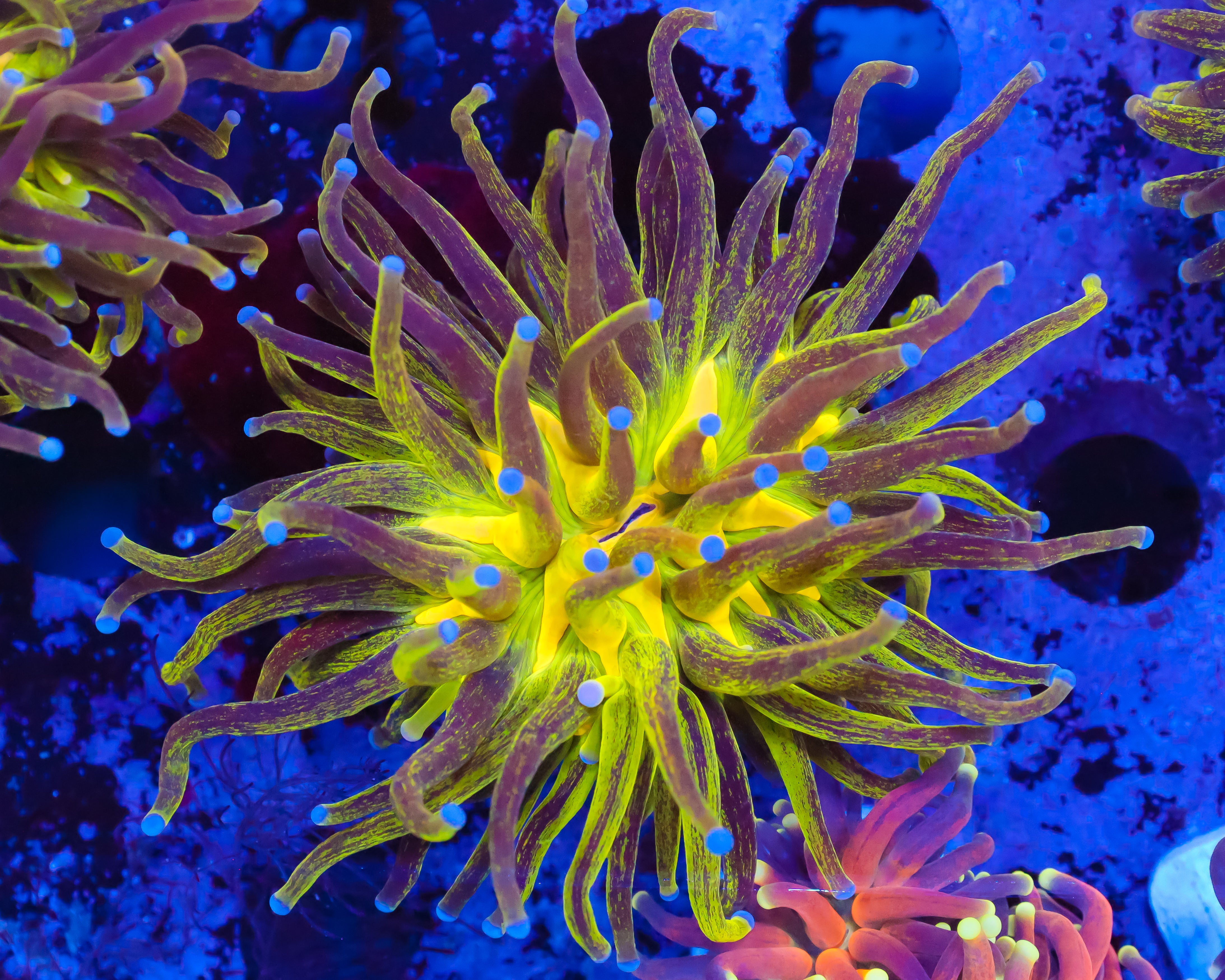 [廃盤] イハラカンタロウ　CORAL WYSIWYG CORALS – tagged 