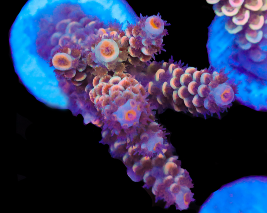 818'S AREA 51 TENUIS