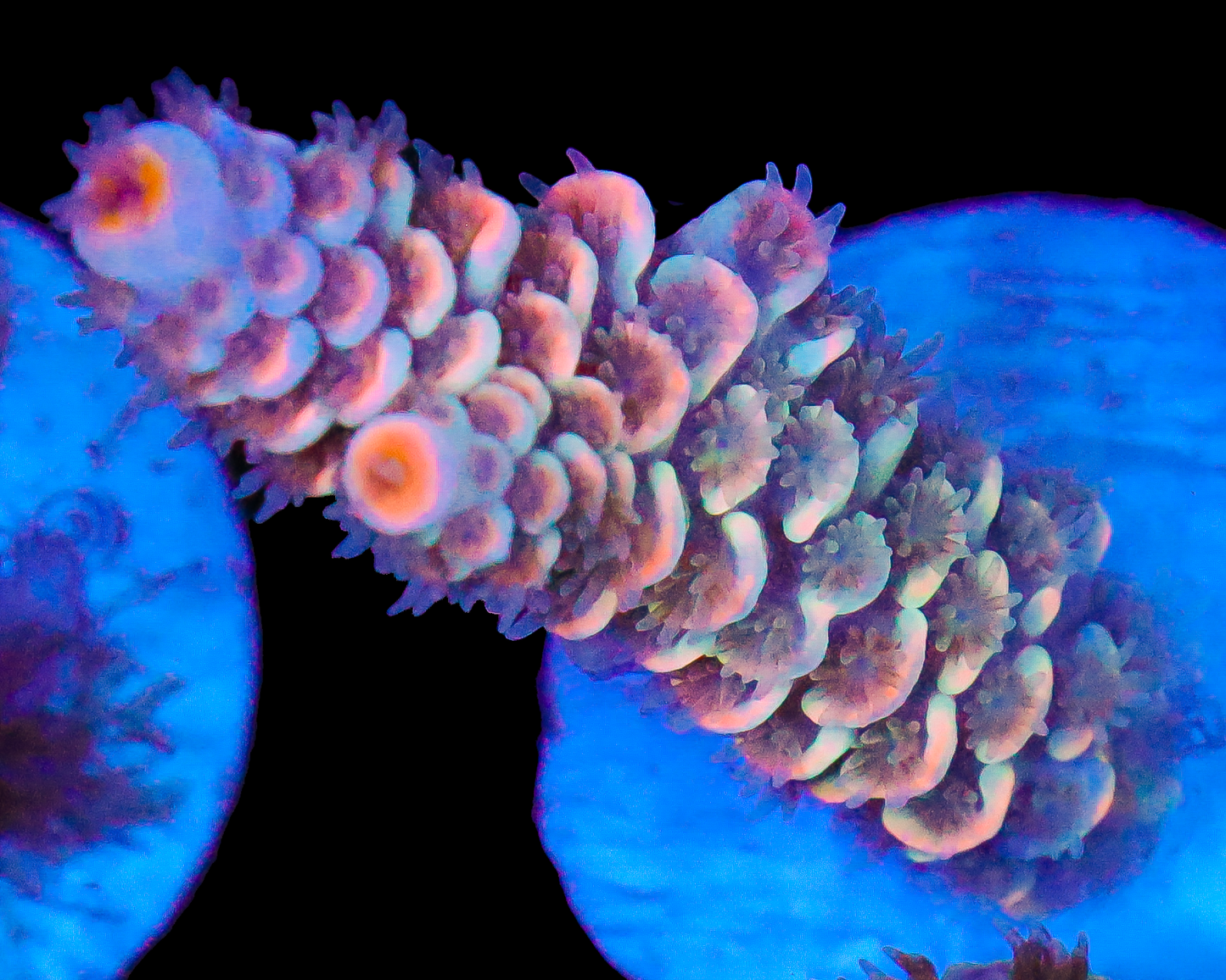 818'S DELERIUM TENUIS